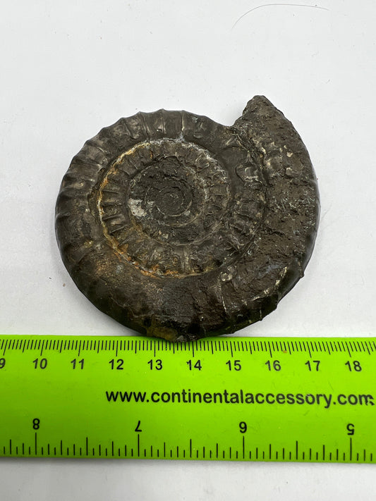 Natural Ancient AMMONITE FOSSIL Specimen - Royaltreasuryhouse